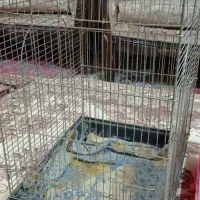قفس با وسایل