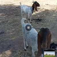 بز پاکستانی اصل