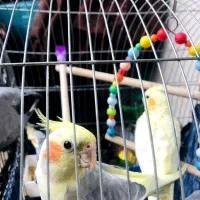 گمشده عروس هلندی نر سر دم زرد
