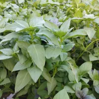 سبزی فروشی