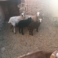 میش و بره رومانف