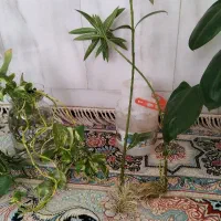 گل طبیعی|گل و گیاه طبیعی|نیشابور, مازول|دیوار