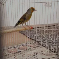 سهره قناری