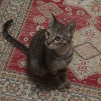 واگذاری گربه رایگان