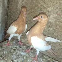 جفت جوجه یهودی زرد نسل قدیم