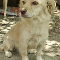 سگ هامر