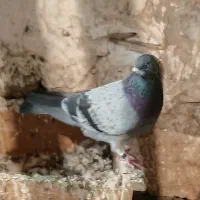 کبوتر|پرنده|ماهیدشت, |دیوار
