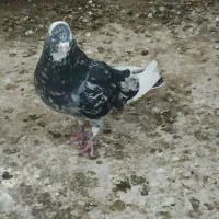 سرور|پرنده|سمنان, |دیوار