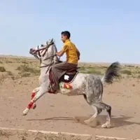 اسب مادیان