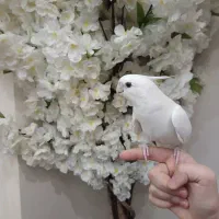 عروس هلندی آلبینو یک ساله کینگ سایز