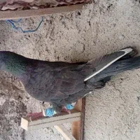 ‌کبوتر|پرنده|مشهد, محمدآباد|دیوار