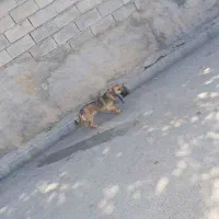جفت توله باهوش