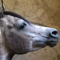 عرب خالص وارداتی دوسر درشت پوزه مصری