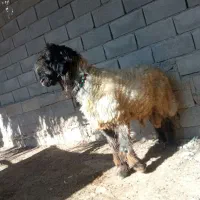 نرمیش اصل بختیاری