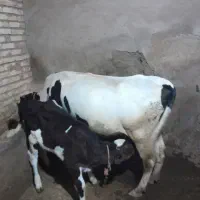 فروش گاو هلشتاین با گوساله