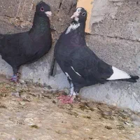ماده پلنگ