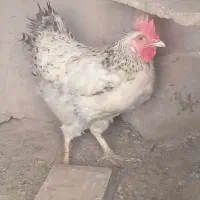 مرغ