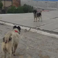 واگذاری سگ قدریجانی قدرجونی