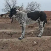 قدردانی اصیل