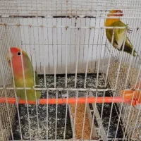عروس هلندی و کوتوله برزیلی