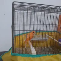 قناری قرمز مست