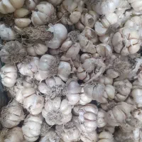 سیرسرکویر