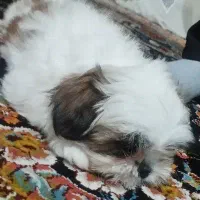 سگ شیتزو سوپر فلت