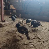 ۵ تا بوغلمون ماده تخم کن