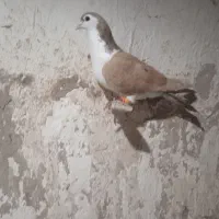 کفتر