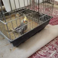 عروس هلندی