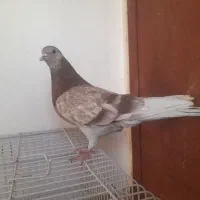 کبوتر  قناری سهره فنچ گلدین طوطی برزیلی