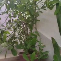 گل خانگی|گل و گیاه طبیعی|فارسان, |دیوار