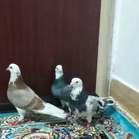 کبوتر|پرنده|الیگودرز, |دیوار