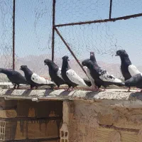 هفت عدد نر سیندار با یک زاغ دم‌سفید ضمانت پریدن