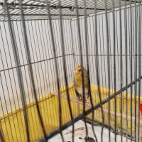 سهره قناری