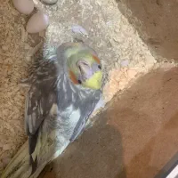 فروش عروس هلندی ماده و سه عدد جوجه دانه خور