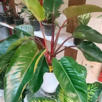 گل فیلودندرون بزرگ و کوچیک/مقاوم و خاص