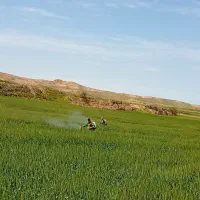 سم پاشی|خدمات باغبانی و درختکاری|پارس‌آباد, |دیوار