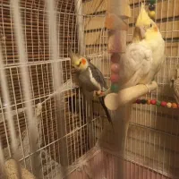 عروس هلندی جفت به شرط تخم