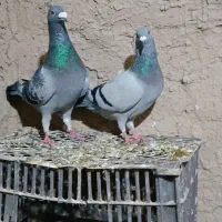 دو جفت کبوتر فروشی