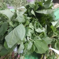 محصولات محلی