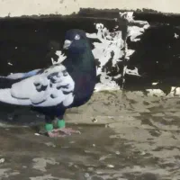 کفتر سینه سیاه