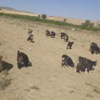 بز جوان