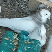 کفتر|پرنده|گناباد, |دیوار