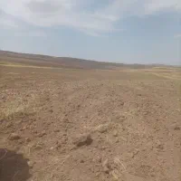 گندم خریدارم فقط نقد