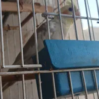 عروس هلندی مولد