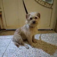 سلام بخاطر مستاجری میخواهم که بفروشم