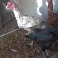 لاری
