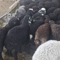 بره ماده شیر مست