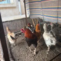 مرغ کرچ